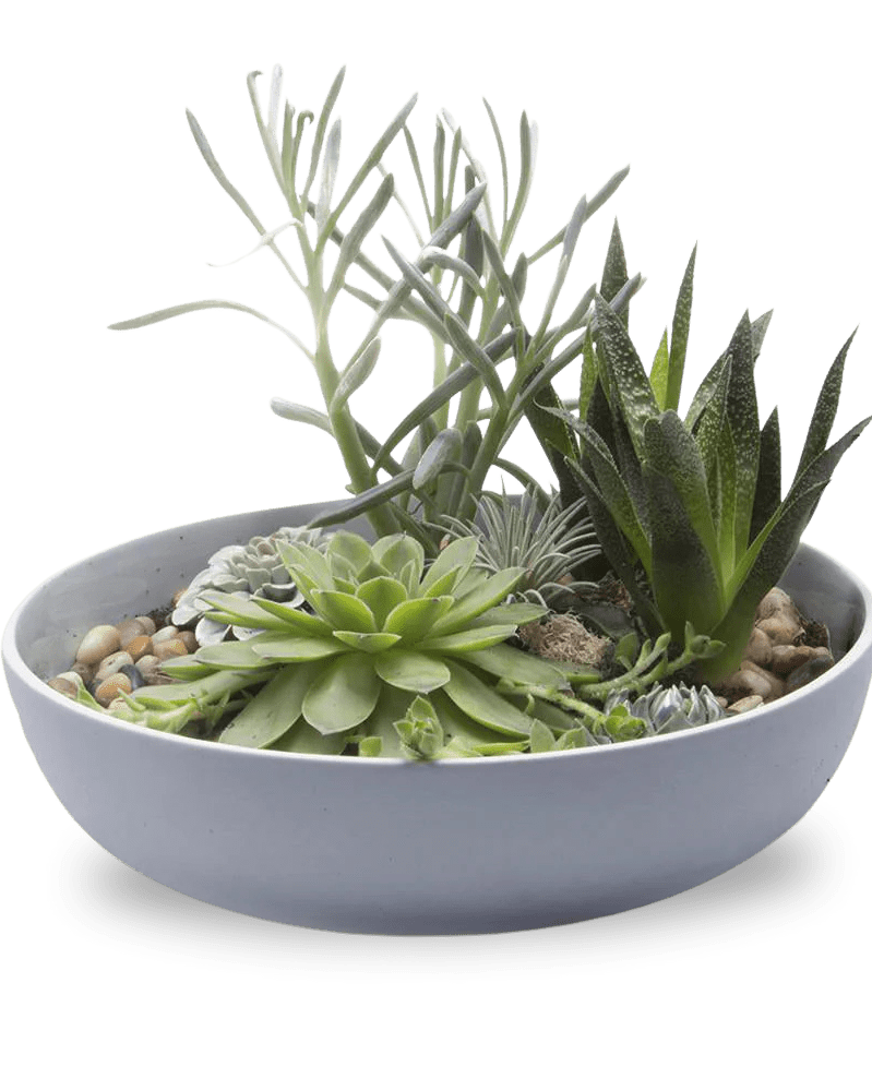 Moog Porcelain Succulent Garden Dish - Chive Ceramics Studio - Pots - Chive US