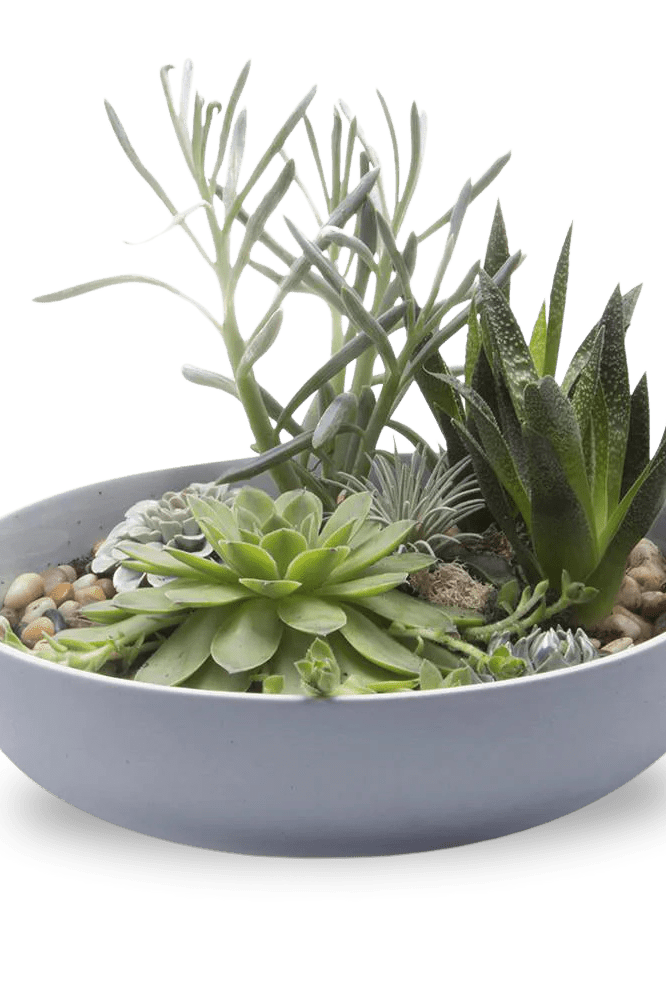 Moog Porcelain Succulent Garden Dish - Chive Ceramics Studio - Pots - Chive US