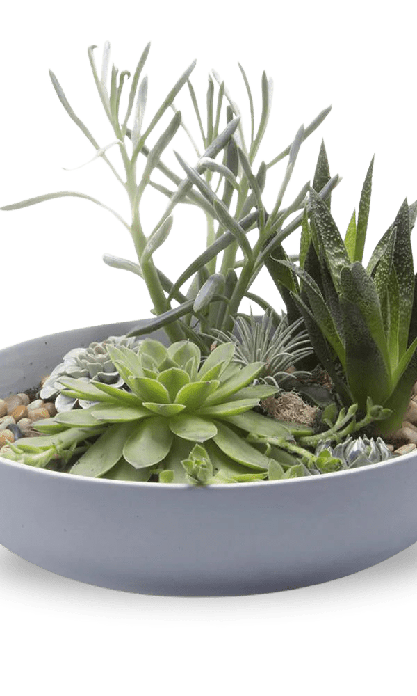 Moog Porcelain Succulent Garden Dish - Chive Ceramics Studio - Pots - Chive US