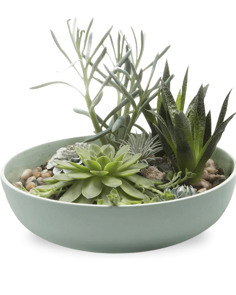 Moog Porcelain Succulent Garden Dish - Chive Ceramics Studio - Pots - Chive US