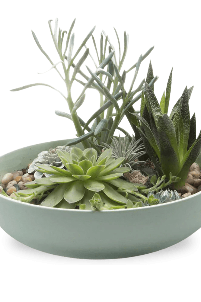 Moog Porcelain Succulent Garden Dish - Chive Ceramics Studio - Pots - Chive US
