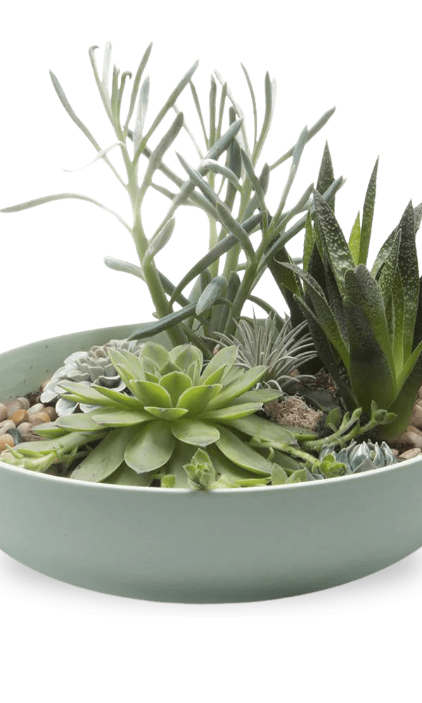 Moog Porcelain Succulent Garden Dish - Chive Ceramics Studio - Pots - Chive US