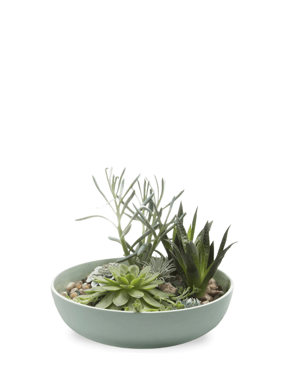 Moog Porcelain Succulent Garden Dish - Chive Ceramics Studio - Pots - Chive Wholesale