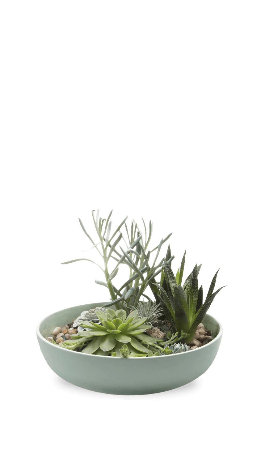 Moog Porcelain Succulent Garden Dish - Chive Ceramics Studio - Pots - Chive Wholesale