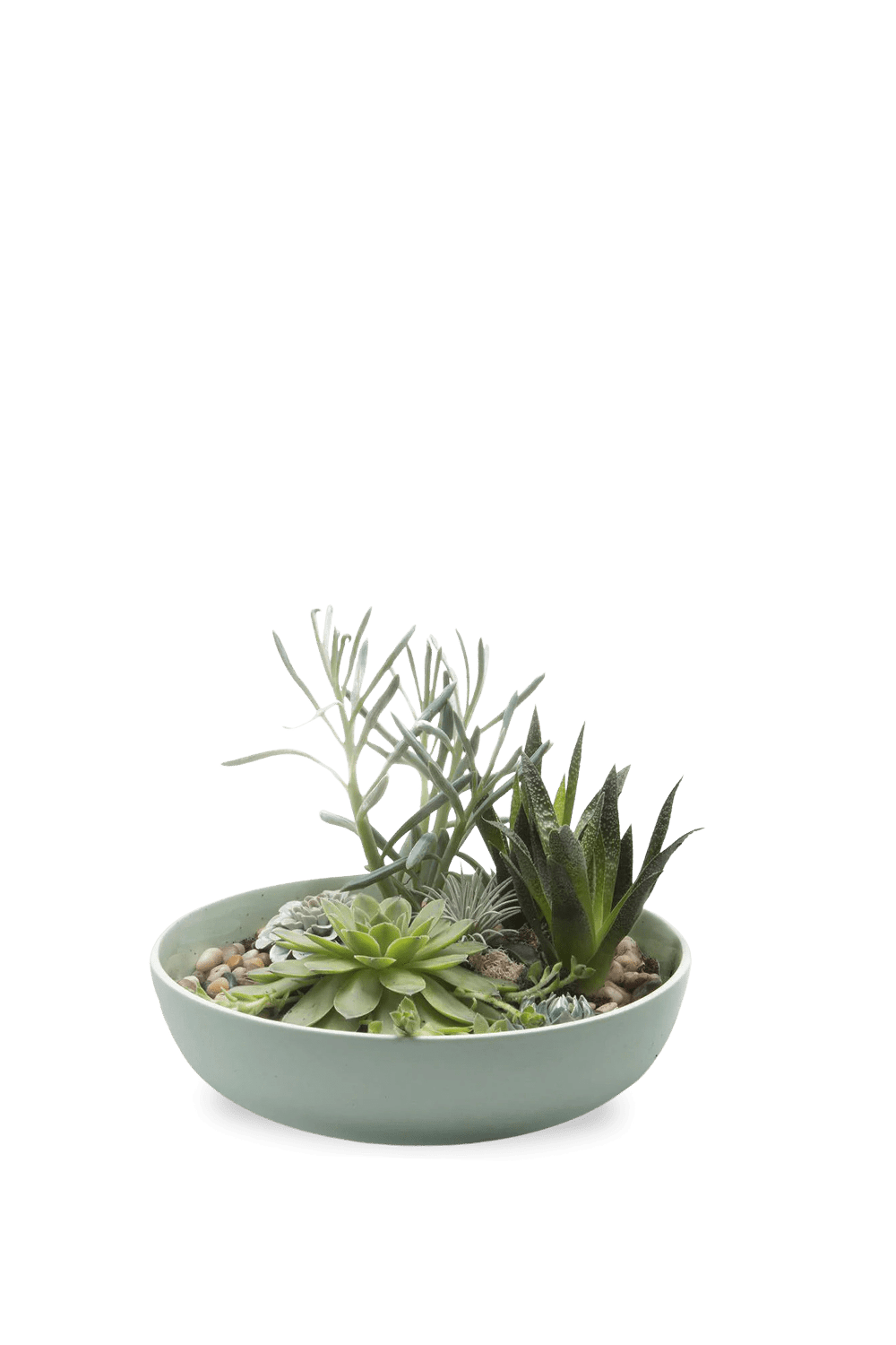 Moog Porcelain Succulent Garden Dish - Chive Ceramics Studio - Pots - Chive Wholesale