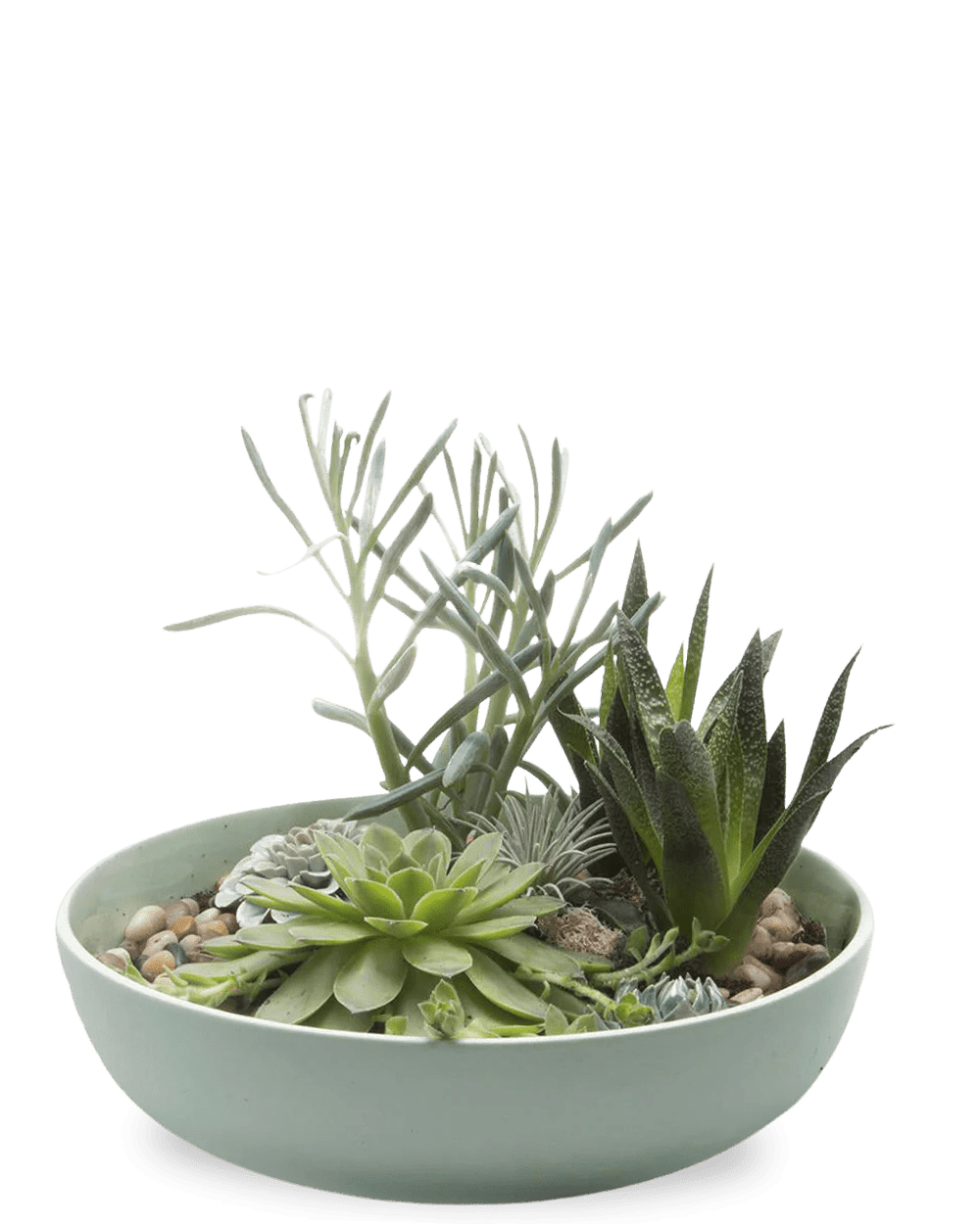 Moog Porcelain Succulent Garden Dish - Chive Ceramics Studio - Pots - Chive Wholesale