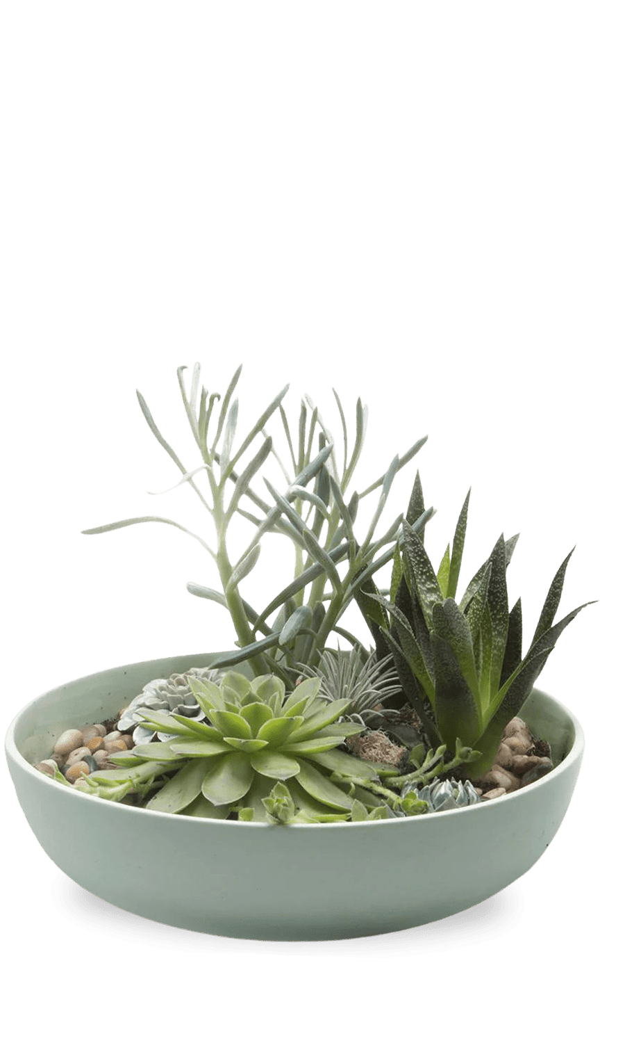 Moog Porcelain Succulent Garden Dish - Chive Ceramics Studio - Pots - Chive Wholesale