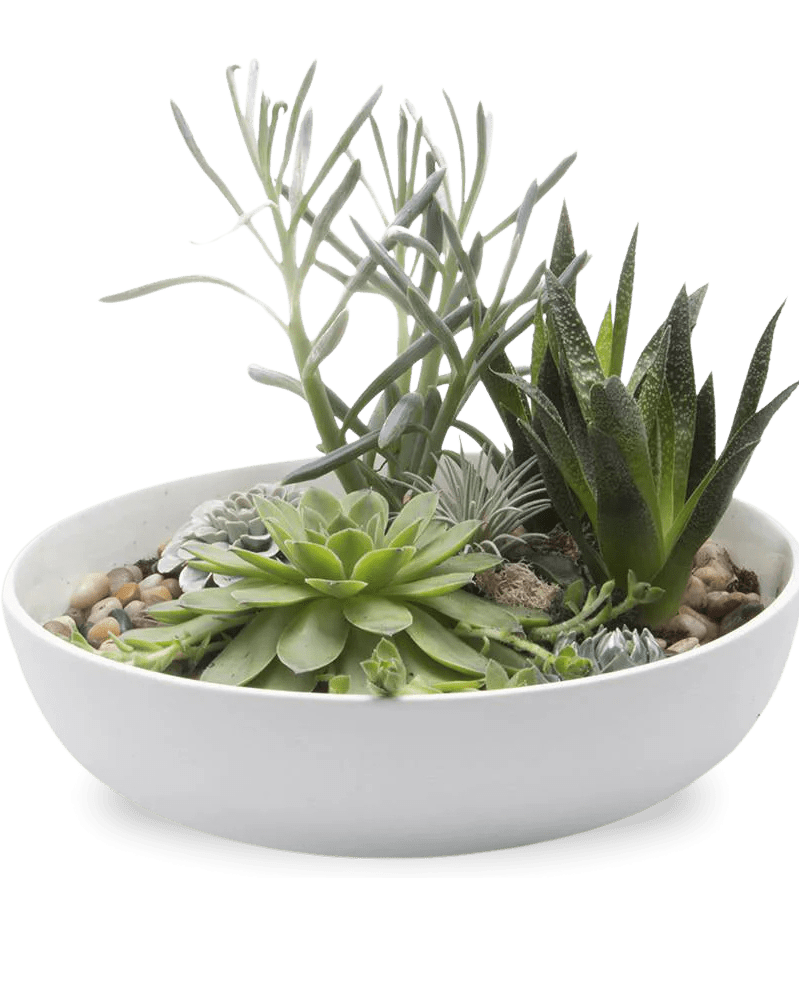 Moog Porcelain Succulent Garden Dish - Chive Ceramics Studio - Pots - Chive US