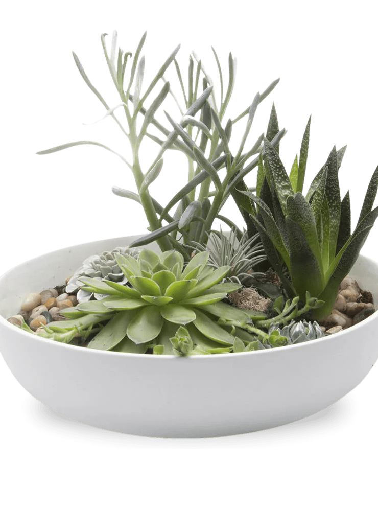 Moog Porcelain Succulent Garden Dish - Chive Ceramics Studio - Pots - Chive US