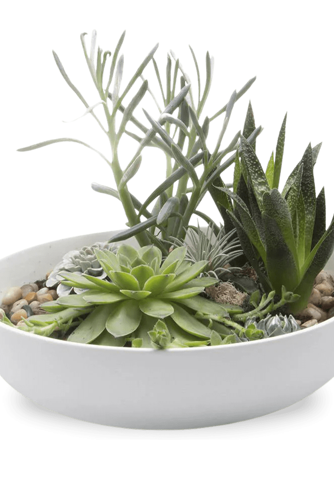 Moog Porcelain Succulent Garden Dish - Chive Ceramics Studio - Pots - Chive US