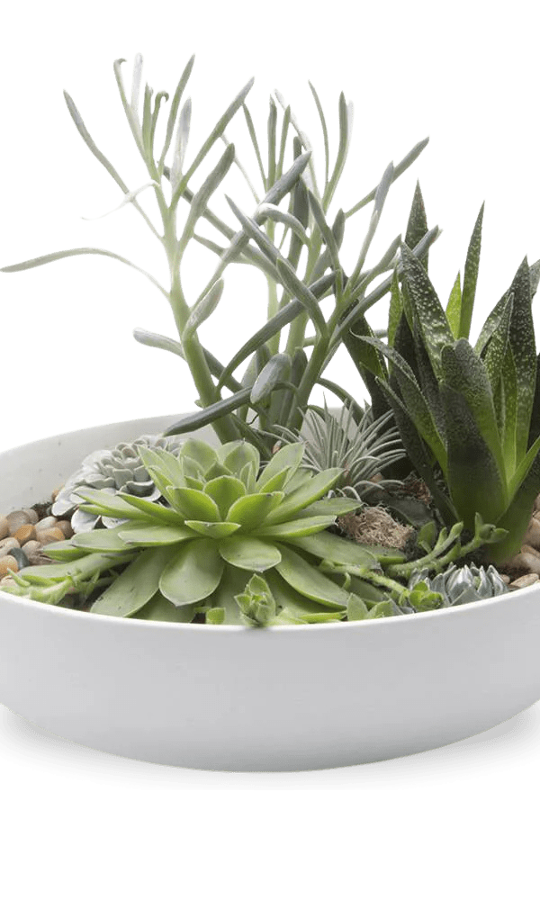 Moog Porcelain Succulent Garden Dish - Chive Ceramics Studio - Pots - Chive US