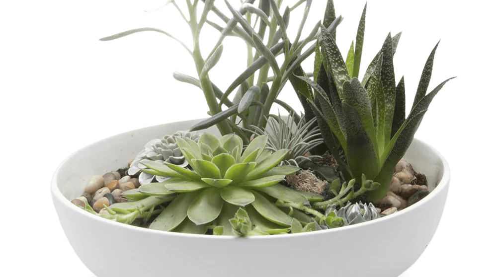 White Porcelain Succulent Garden Dish - Moog - handmade by Chive Studio Toronto