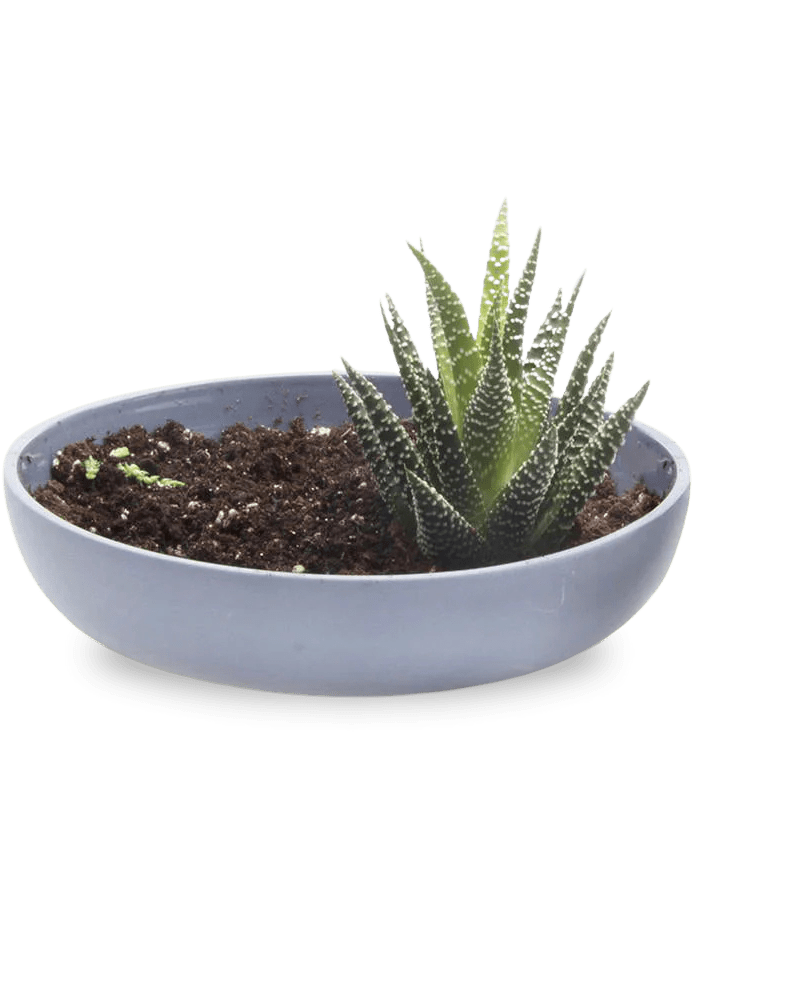 Moog Porcelain Succulent Garden Dish - Chive Ceramics Studio - Pots - Chive US