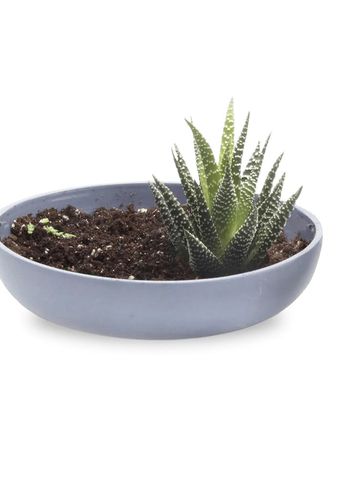 Moog Porcelain Succulent Garden Dish - Chive Ceramics Studio - Pots - Chive US