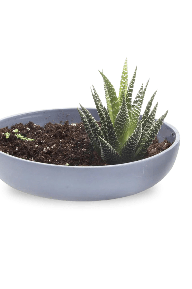 Moog Porcelain Succulent Garden Dish - Chive Ceramics Studio - Pots - Chive US
