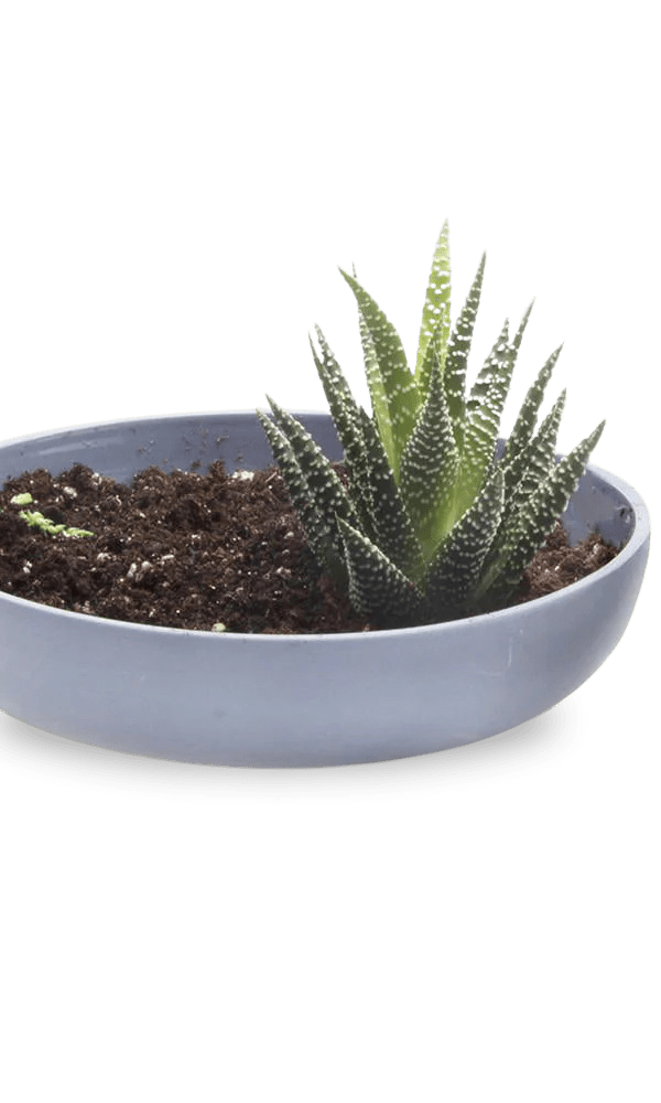Moog Porcelain Succulent Garden Dish - Chive Ceramics Studio - Pots - Chive US