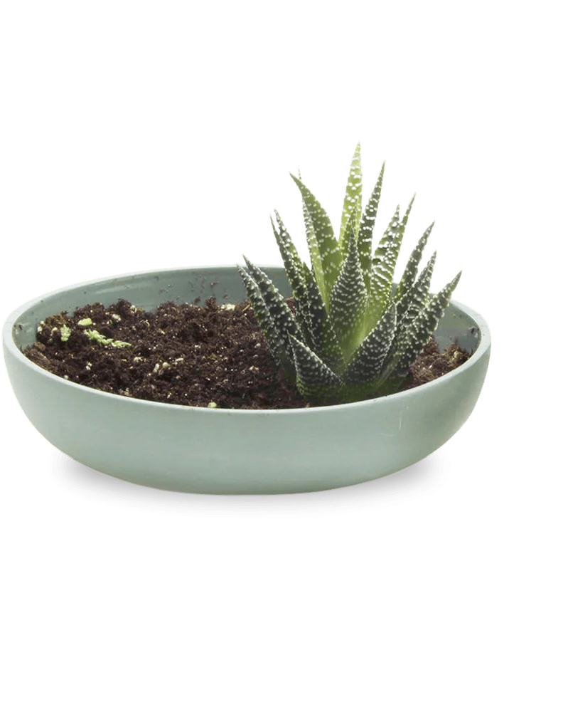 Moog Porcelain Succulent Garden Dish - Chive Ceramics Studio - Pots - Chive US