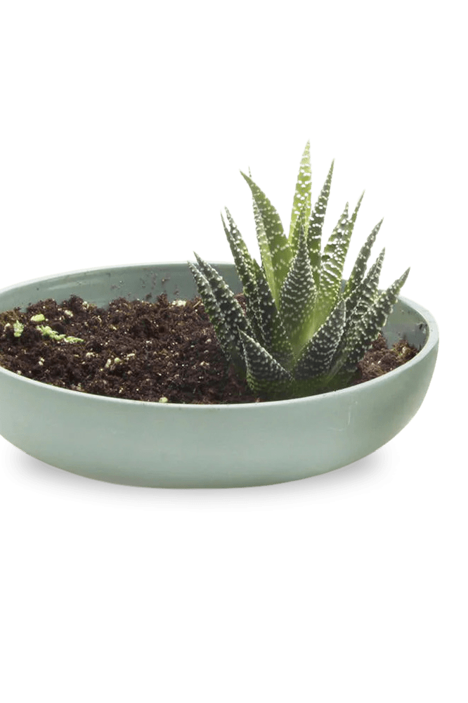 Moog Porcelain Succulent Garden Dish - Chive Ceramics Studio - Pots - Chive US