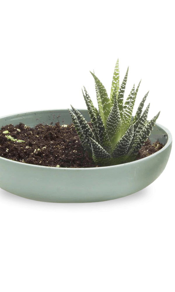Moog Porcelain Succulent Garden Dish - Chive Ceramics Studio - Pots - Chive US