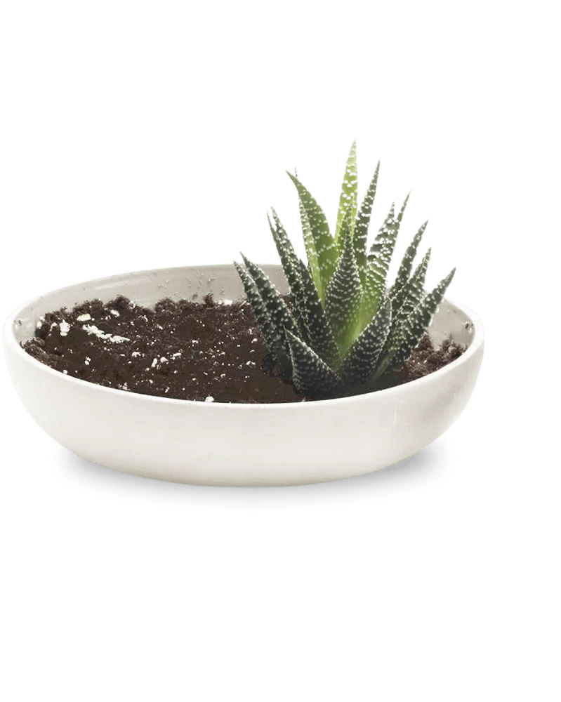 Moog Porcelain Succulent Garden Dish - Chive Ceramics Studio - Pots - Chive US