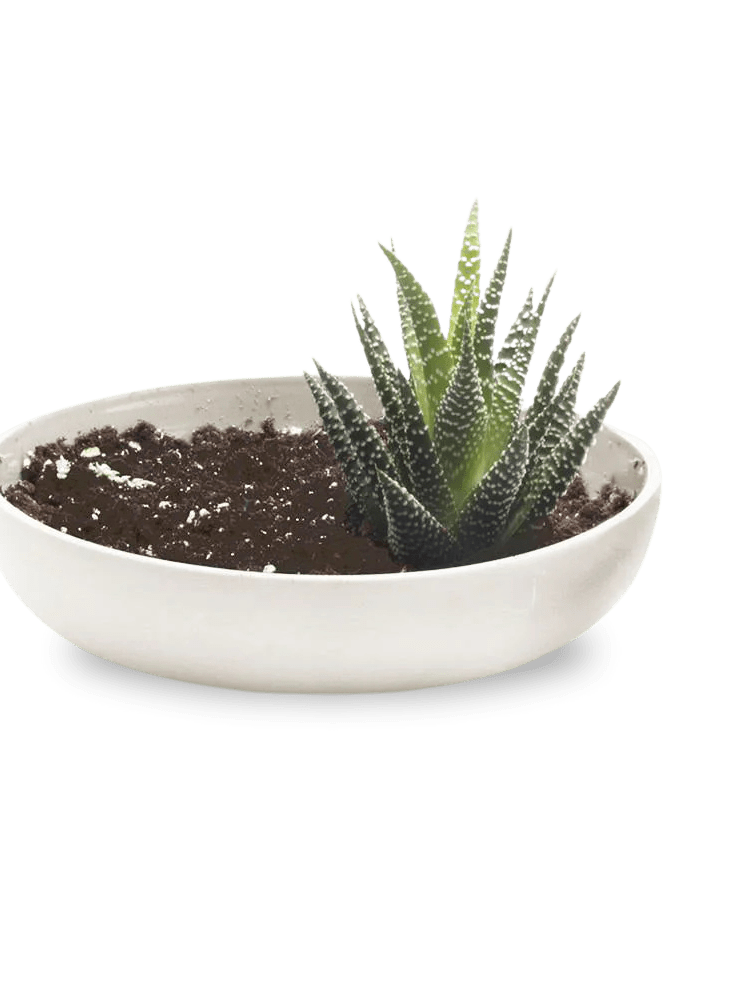 Moog Porcelain Succulent Garden Dish - Chive Ceramics Studio - Pots - Chive US