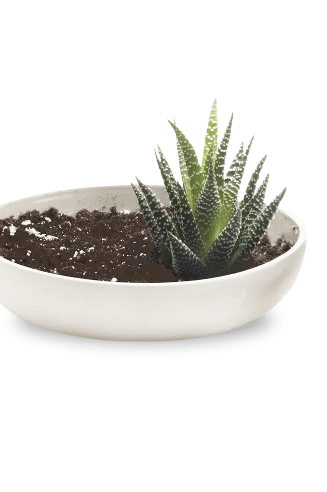 Moog Porcelain Succulent Garden Dish - Chive Ceramics Studio - Pots - Chive US