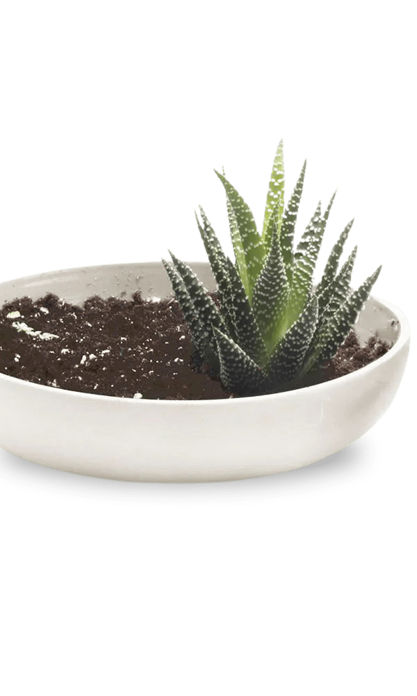 Moog Porcelain Succulent Garden Dish - Chive Ceramics Studio - Pots - Chive US