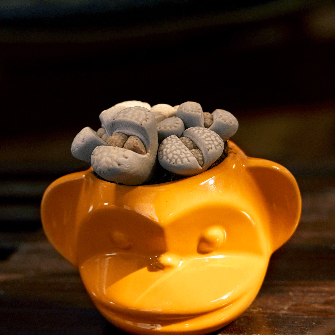 Funky Monkey Planter - Chive Ceramics Studio - Pots - Chive Ceramics Studio