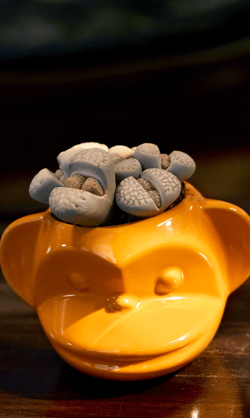 Funky Monkey Planter - Chive Ceramics Studio - Pots - Chive Ceramics Studio