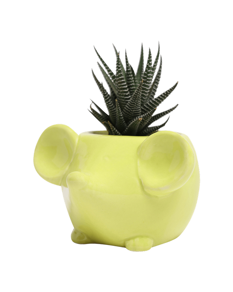 Mouse Ceramic Indoor Plant Pot For Succulents - Chive Ceramics Studio - Pots - Chive US
