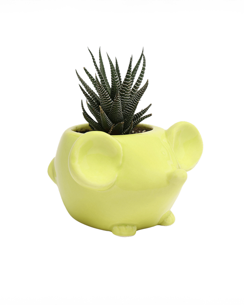 Mouse Ceramic Indoor Plant Pot For Succulents - Chive Ceramics Studio - Pots - Chive US