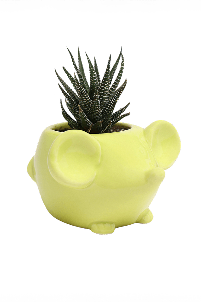 Mouse Ceramic Indoor Plant Pot For Succulents - Chive Ceramics Studio - Pots - Chive US