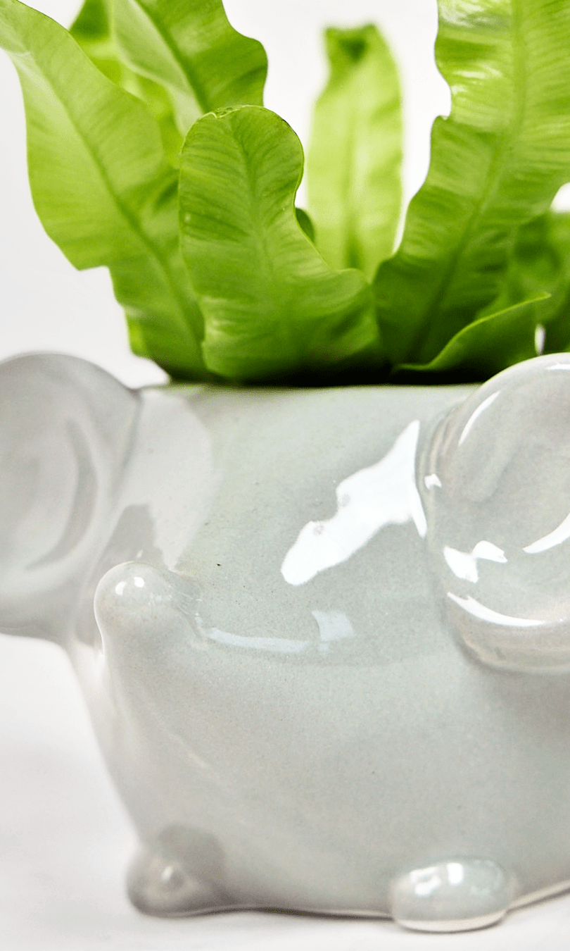 Mouse Ceramic Indoor Plant Pot For Succulents - Chive Ceramics Studio - Pots - Chive US