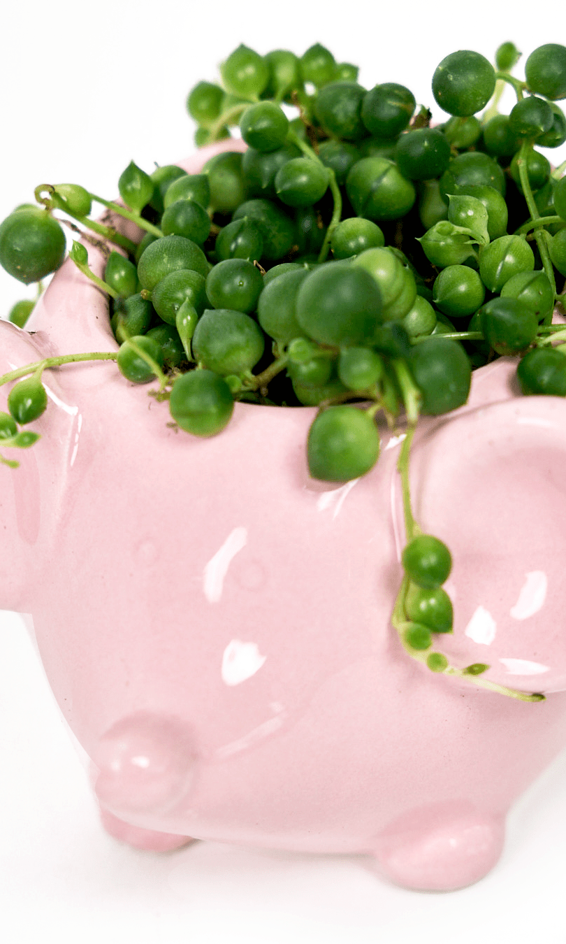 Mouse Ceramic Indoor Plant Pot For Succulents - Chive Ceramics Studio - Pots - Chive US