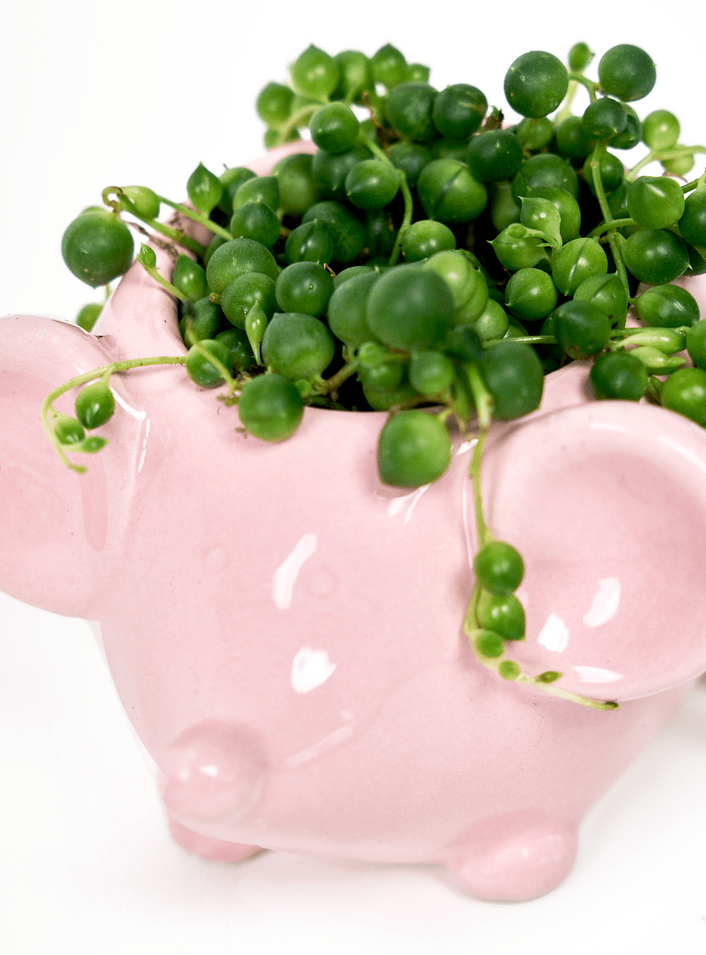 Mouse Ceramic Indoor Plant Pot For Succulents - Chive Ceramics Studio - Pots - Chive US