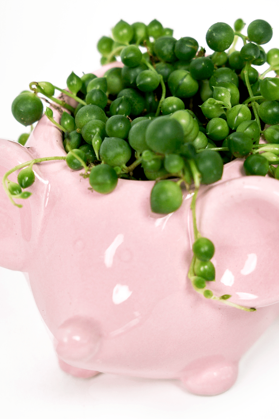 Mouse Ceramic Indoor Plant Pot For Succulents - Chive Ceramics Studio - Pots - Chive US