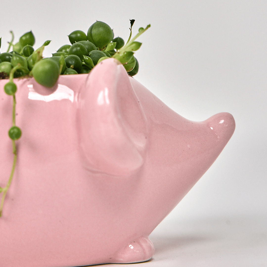 Mouse Ceramic Indoor Plant Pot For Succulents - Chive Ceramics Studio - Pots - Chive US
