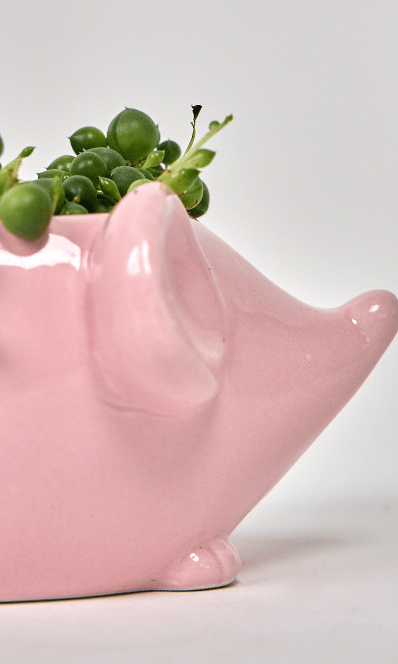 Mouse Ceramic Indoor Plant Pot For Succulents - Chive Ceramics Studio - Pots - Chive US