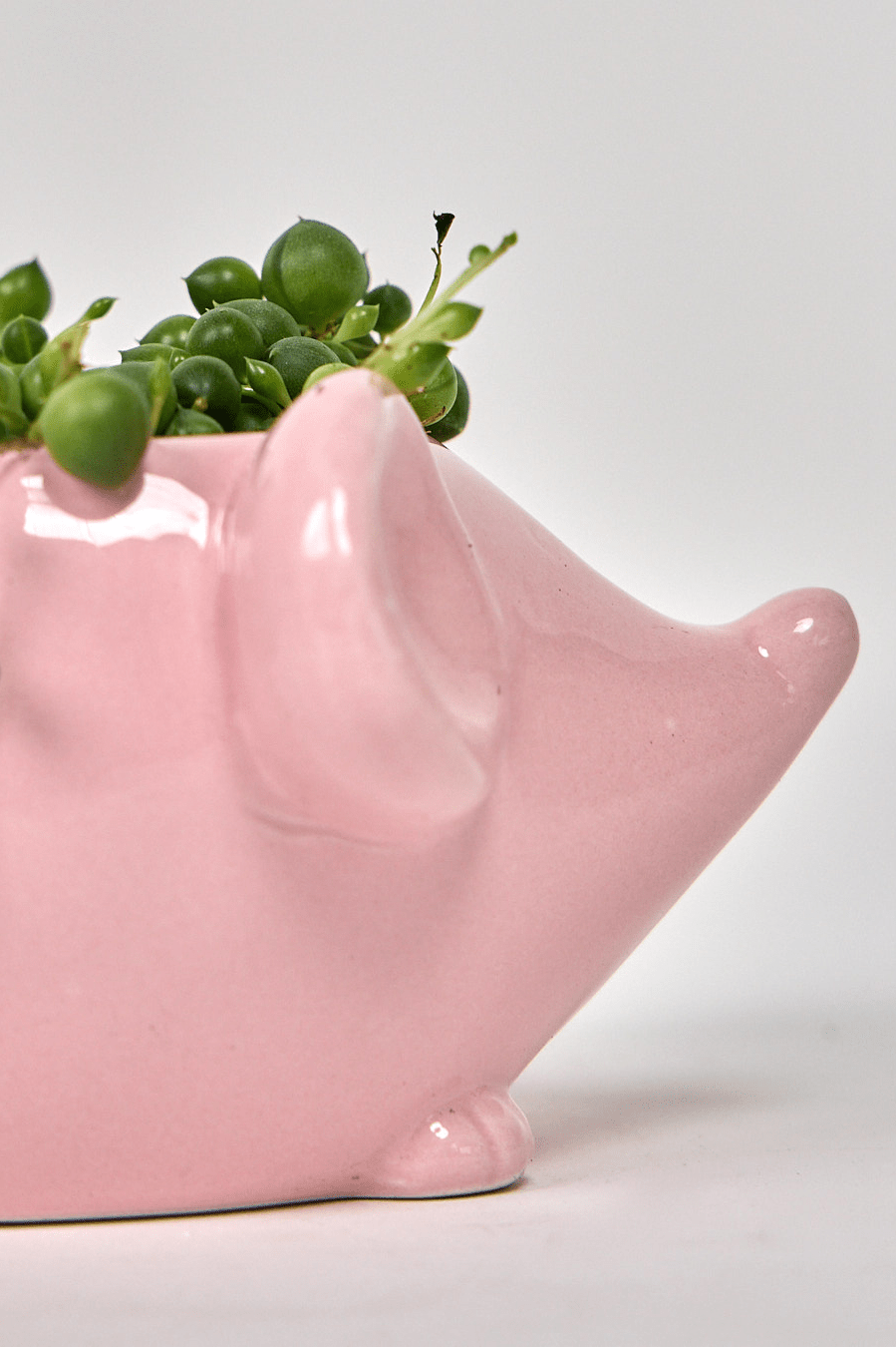 Mouse Ceramic Indoor Plant Pot For Succulents - Chive Ceramics Studio - Pots - Chive US