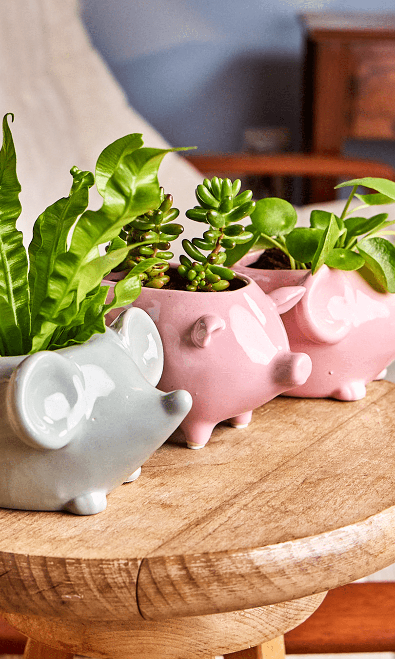 Mouse Ceramic Indoor Plant Pot For Succulents - Chive Ceramics Studio - Pots - Chive US