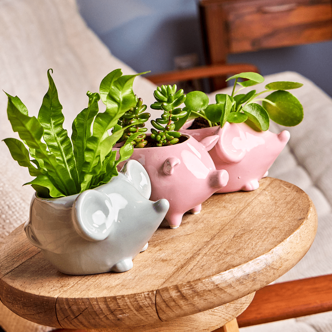 Mouse Ceramic Indoor Plant Pot For Succulents - Chive Ceramics Studio - Pots - Chive US