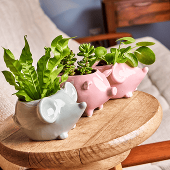 Mouse Ceramic Indoor Plant Pot For Succulents - Chive Ceramics Studio - Pots - Chive US