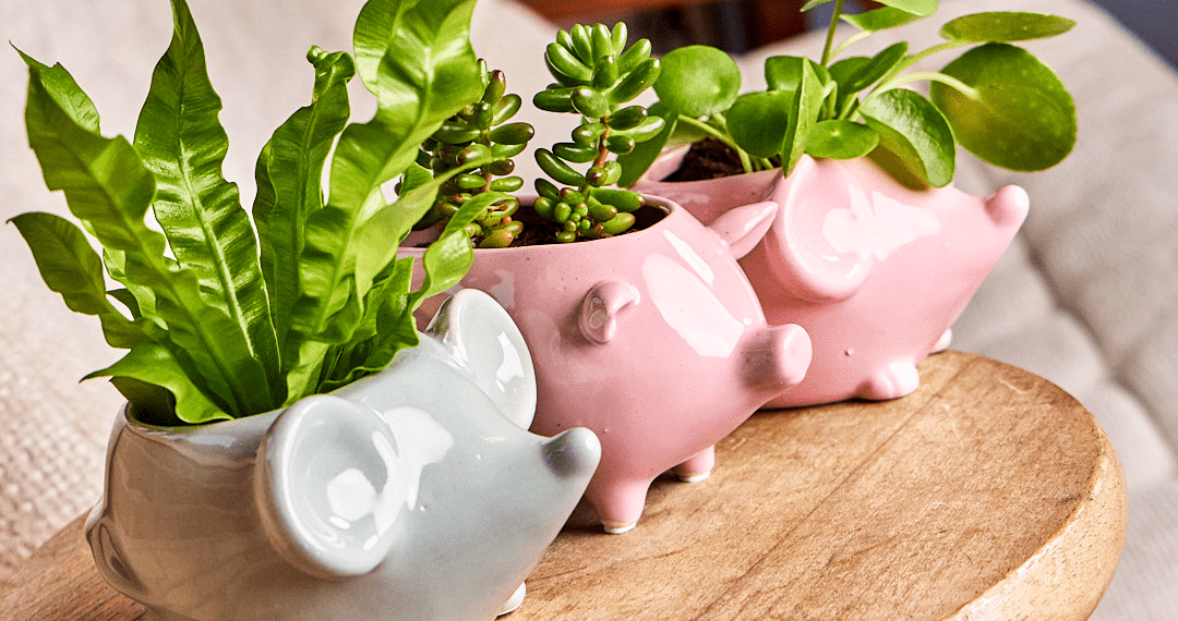 Mouse Ceramic Indoor Plant Pot For Succulents - Chive Ceramics Studio - Pots - Chive US