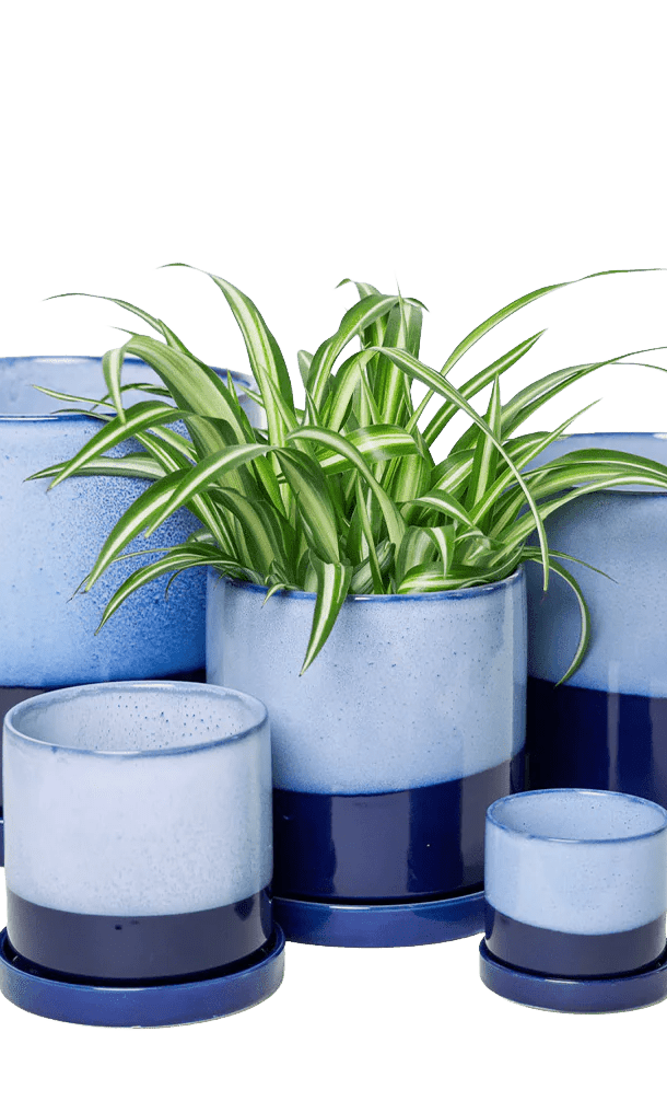 Large Minute Ceramic Pots & Saucer | 6", 7" & 8" Indoor Planter - Chive Ceramics Studio - Pots - Chive Ceramics Studio