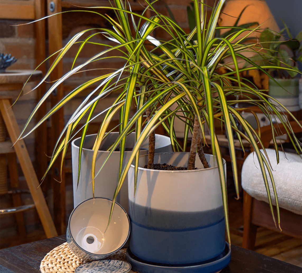 Pots with drainage by chive studio