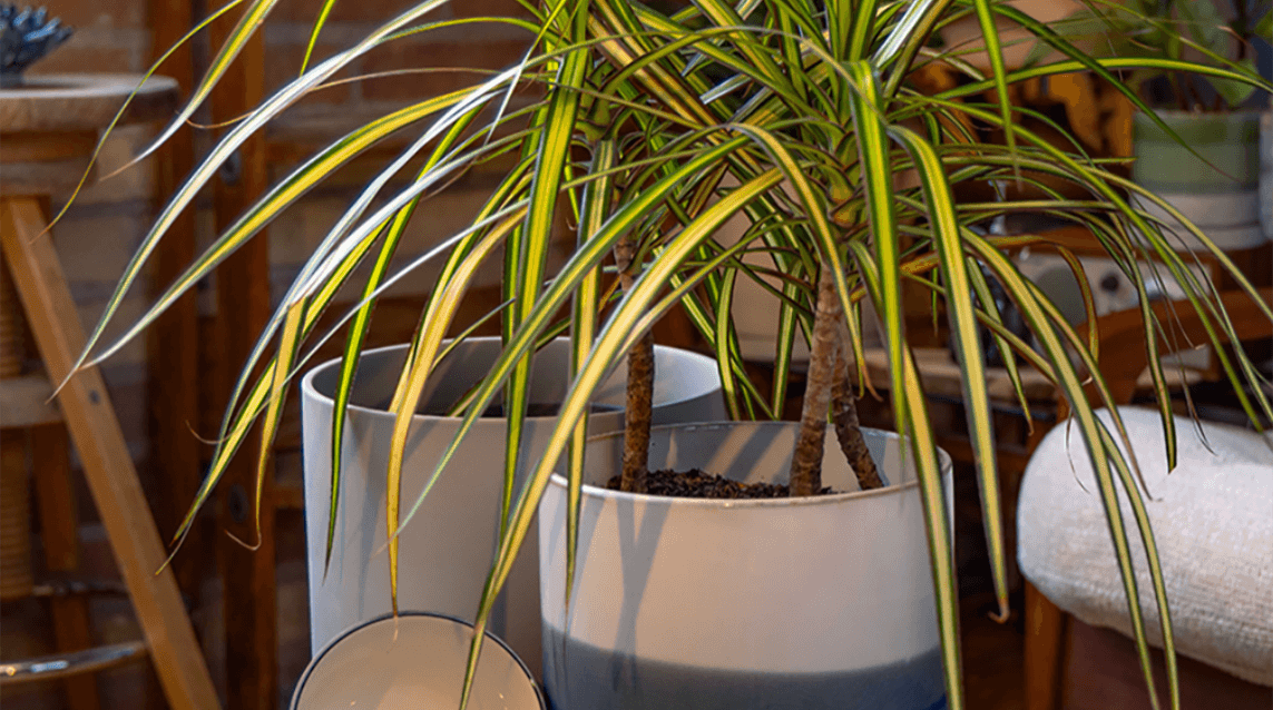 Pots with drainage by chive studio
