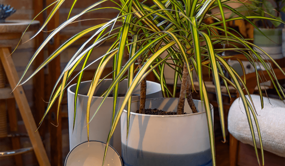 Pots with drainage by chive studio