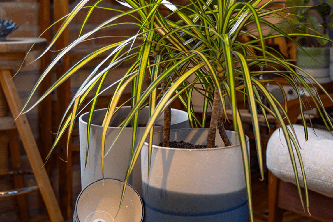 Pots with drainage by chive studio