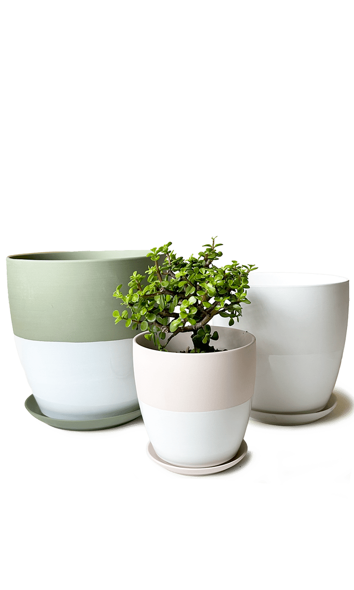Dyad Porcelain Modern Indoor Plant Pot With Saucer | 6, 8 & 10 inches - Chive Ceramics Studio - Pots - Chive Ceramics Studio