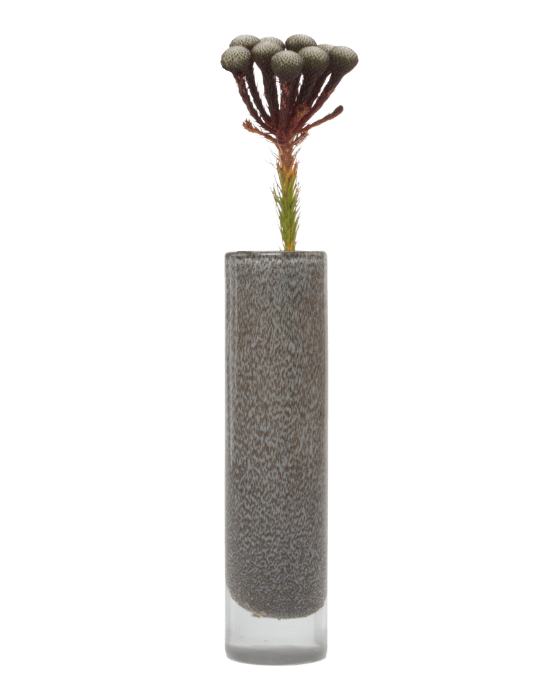 Nova Glass Flower Vase - Chive Ceramics Studio - Vases - Chive US